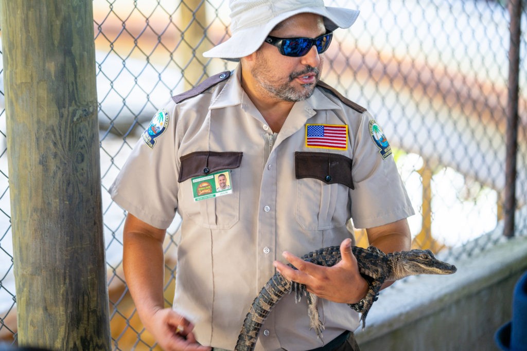Everglades National Park, Florida / USA - December 17 2018: Staff in gator breeding facility feeding and introducing gators. It is an educational place suitable for family trip.