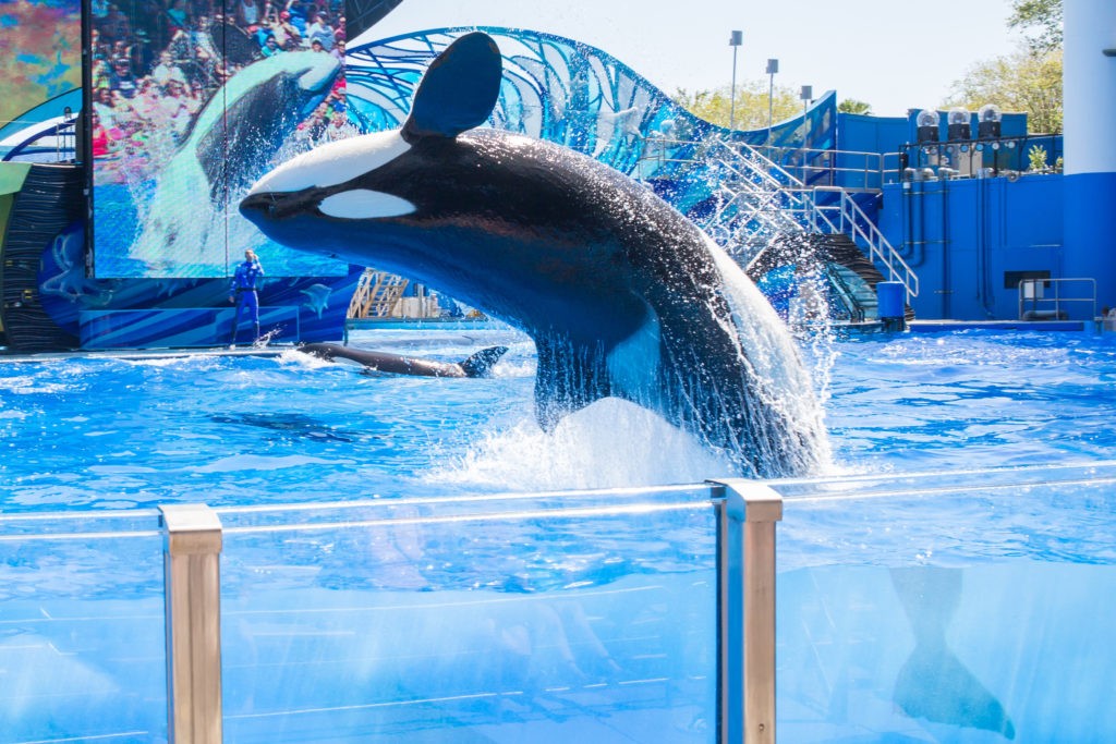 ORLANDO, USA - March 30, 2015: Killer Whales perform during the Shamu Show at Sea World Orlando - one of the most visited amusement park in the United States on March 30, 2015 in Orlando, Florida, USA