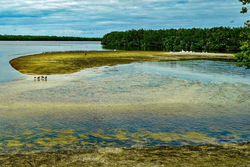 Overlooking lake at J. N. "Ding" Darling National Wildlife Refuge in Sanibel Island Florida 3