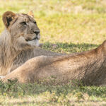 Afrykańskie safari na Florydzie – Lion Country Safari