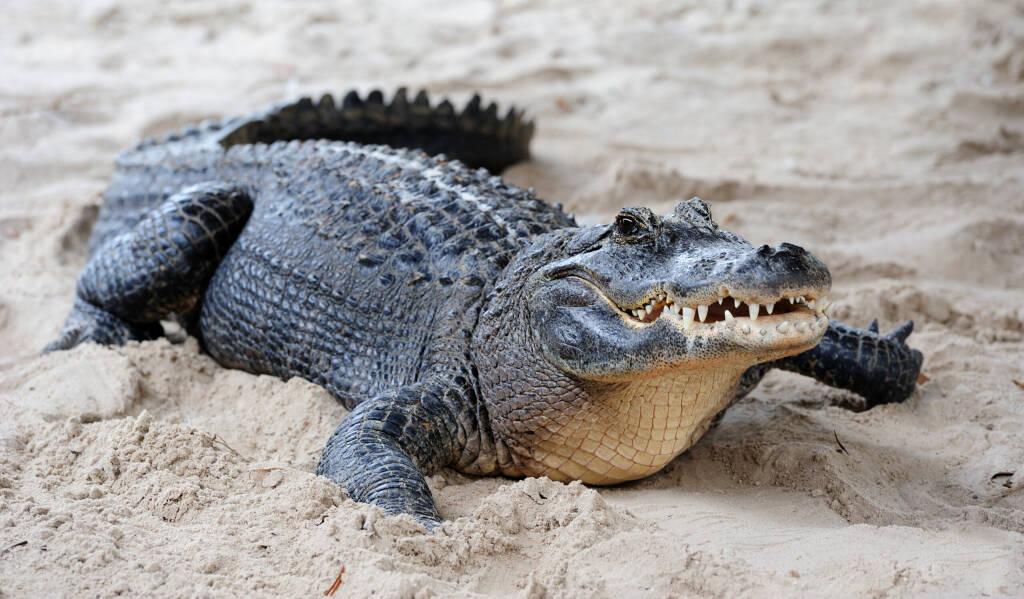 Alligator closeup on sand in Gator Park in Miami, Florida.