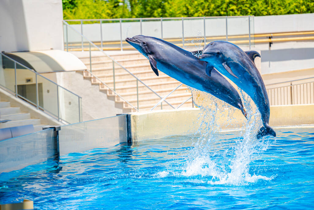 Beautiful delphins in the show