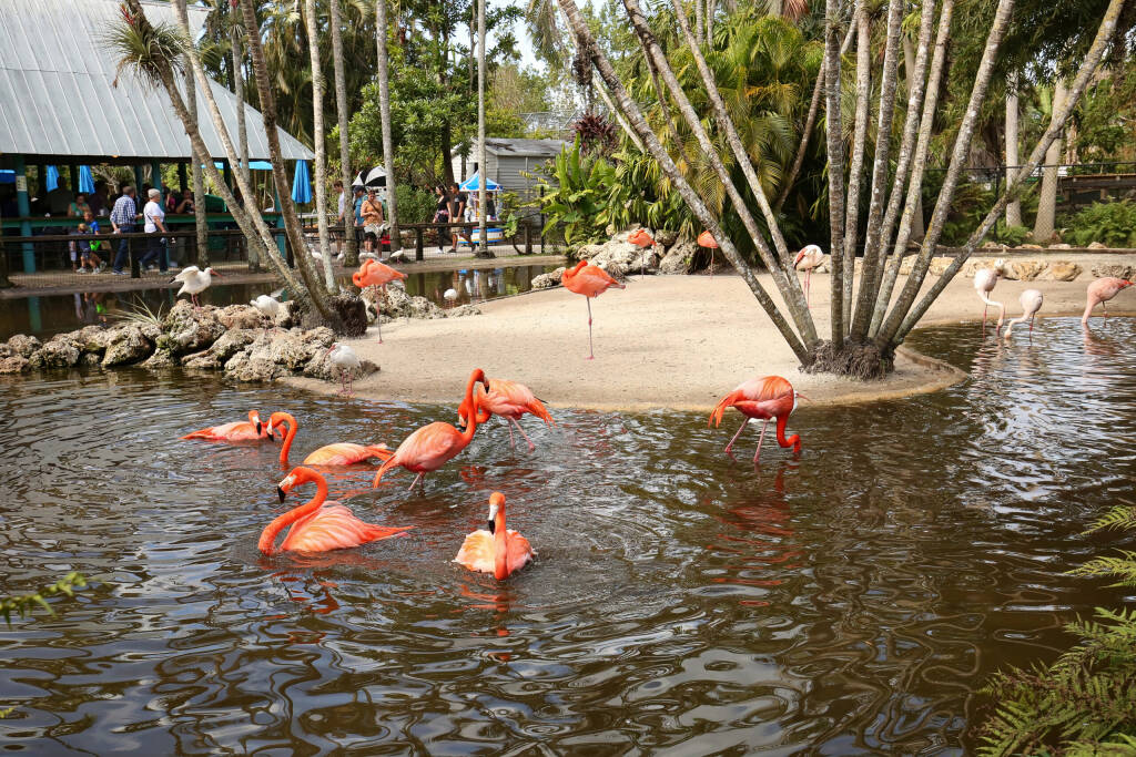 DAVIE, FL, USA - JANUARY 21:   American and Greater Flamingos bathing and having a good time at the local watering hole at Flamingo Gardens Wildlife Sanctuary as seen on January 21, 2018.