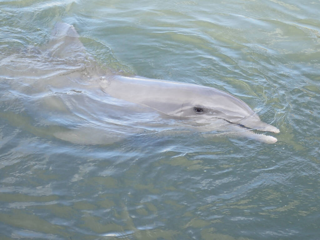 Dolphin swimming at research center