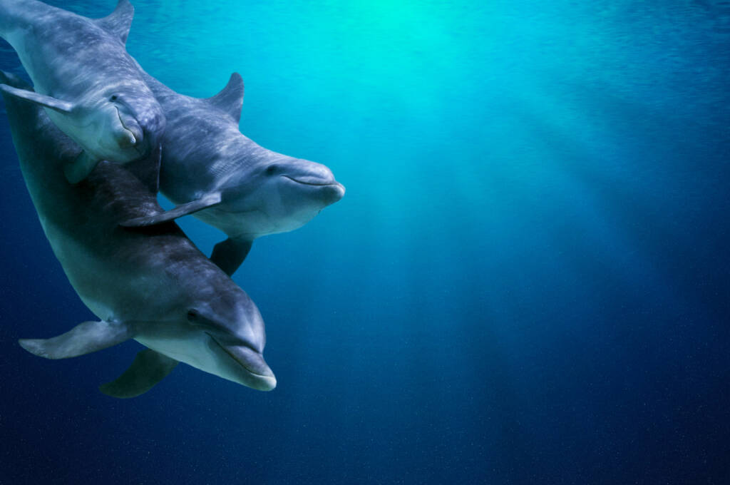 Fantastyczny detal w głębokiej, niebieskiej wodzie. Trzy delfiny polecają razem. Czysta błękitna woda oceanicza i światło słoneczne pod powierzchnią wody w tle.