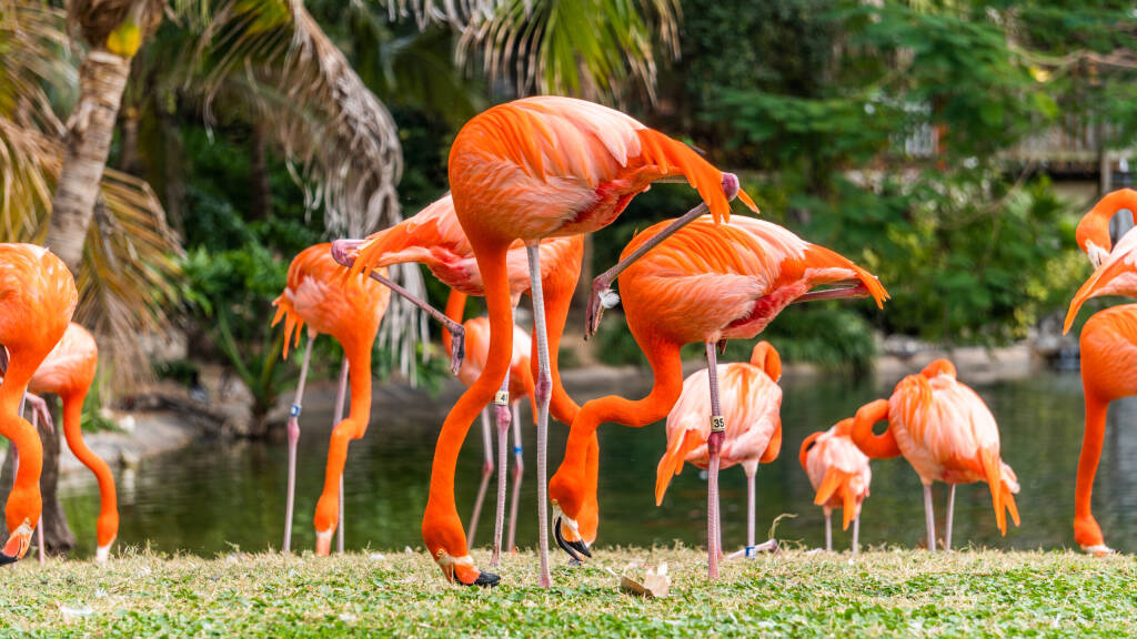 Flamingos in Bush Gardens, Tampa Florida USA. February 1 2019