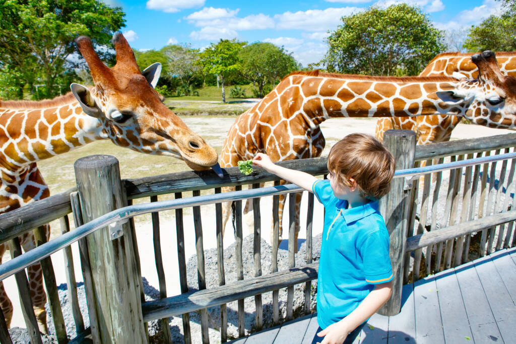 Mały chłopiec ogląda i karmi żyrafę w zoo. Szczęśliwe dziecko zabawy z parku safari zwierząt w ciepły letni dzień.