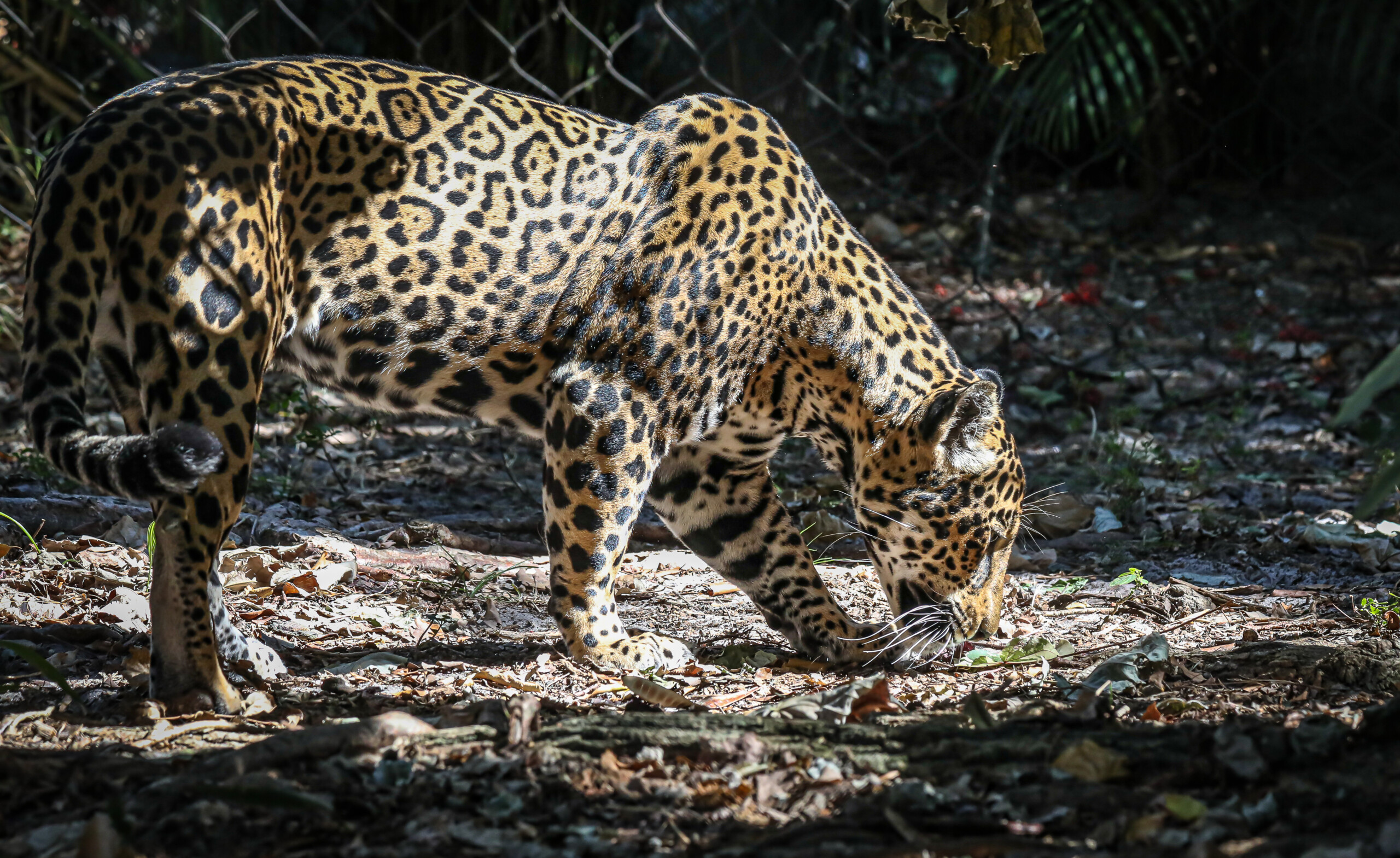 Panama Jaguar. The jaguar (Panthera onca) is the largest cat in the Americas, a member of the Felidae family and one of four "big cats" in the panthera genus.