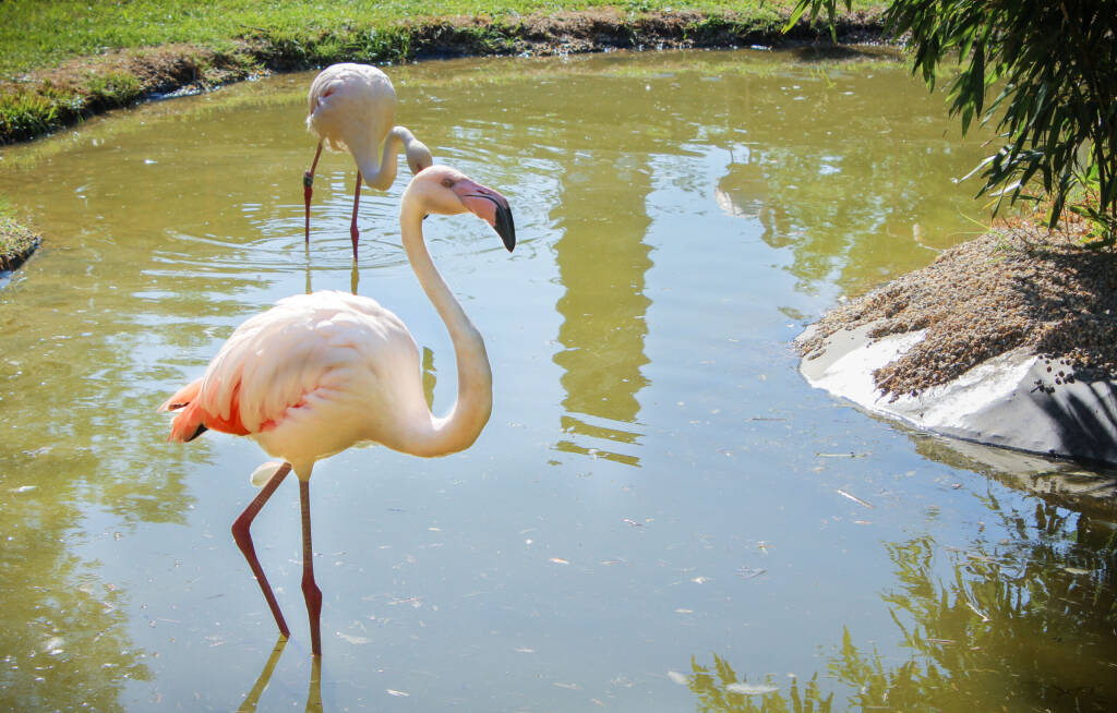 Pink long legs flamingo birds in a pond.