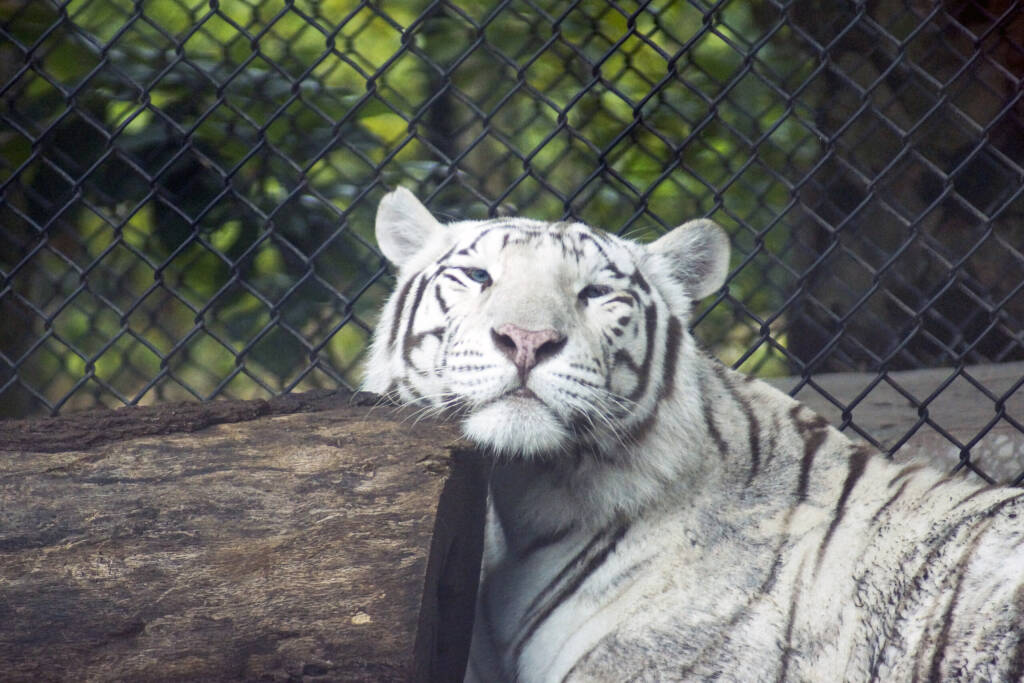 Royal White tiger (disambiguation) - Jungle Island, Miami, FL  USA