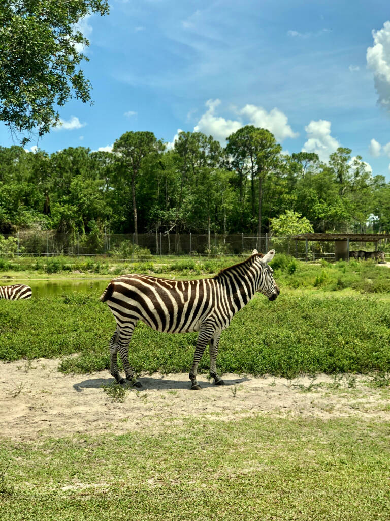 Zebra at Lion Country Safari in Florida.