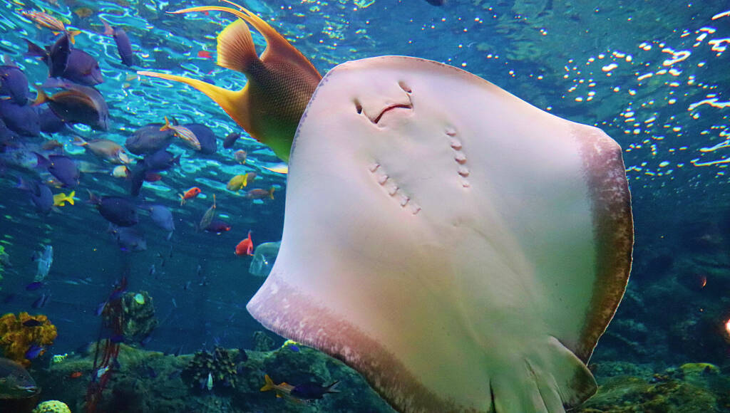 Awesome shot of the underside of a playful stingray at the Florida Aquarium, Tampa, FL.