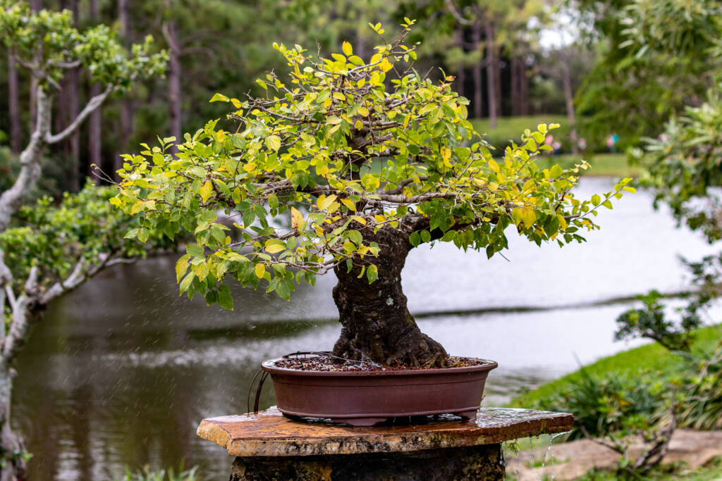 Delray Beach, FL / USA - 1/12/2020: Oshogatsu New Year's Festival at the Morikami Museum and Japanese Gardens local Asian horniculture  Bonsai tree competition 