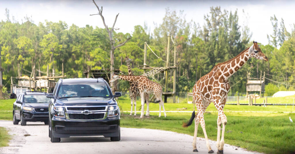 Florida, USA - September 19, 2019: Lion Country Safari drive through park in West Palm Beach Florida. Cars driving near giraffes in cage free animal zoo