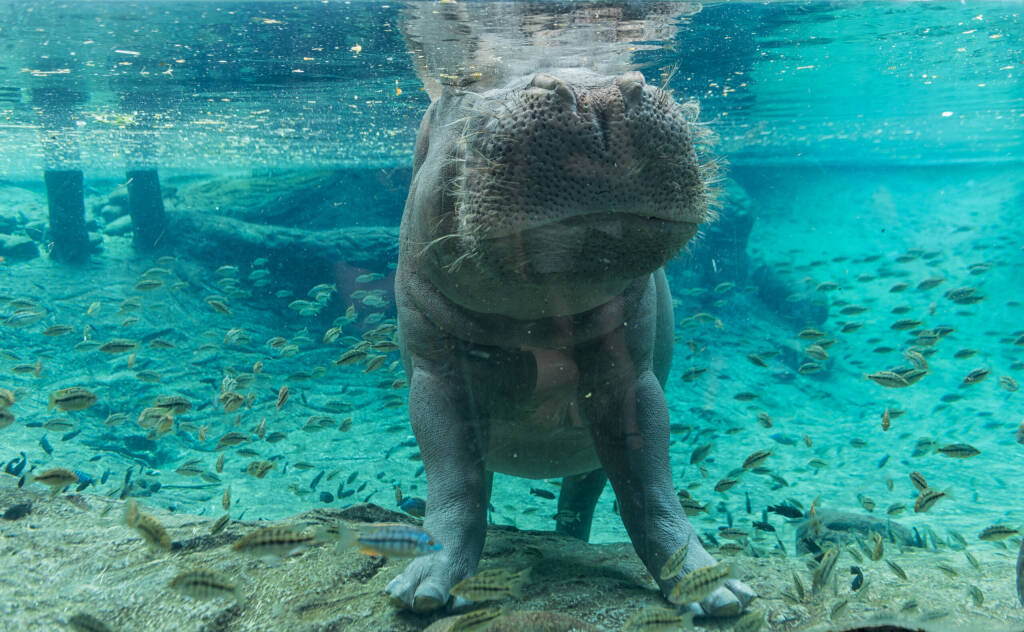 Hippopotamus in Tampa Florida.