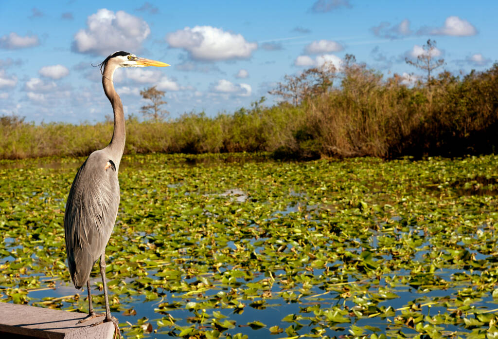 Nature in the Everglades National Park of USA, Florida. With heron next to water with water lilies 