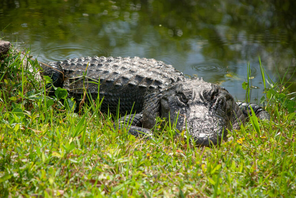 Single alligator on river banks, Everglades - Florida