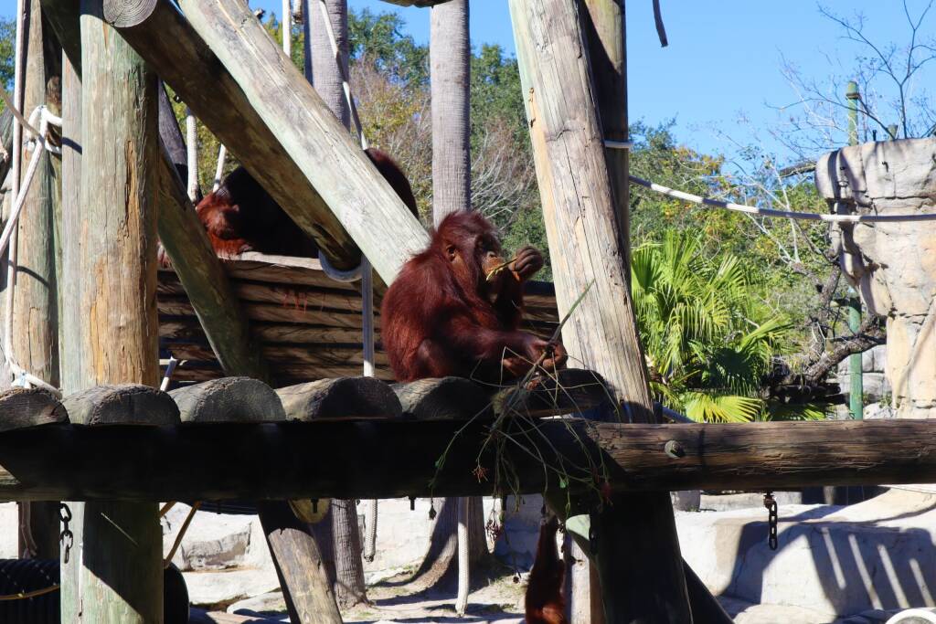 Tampa Florida US- November 16 2021: Lowry Park Zoo is a beautiful tropical with over 1300 animals.