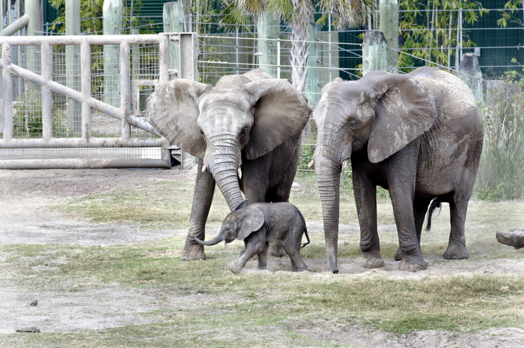 TAMPA, FLORIDA (USA) - FEBRUARY 6, 2013:  Mpumi, a baby African elephant (born December 23, 2012), walks between two grown elephants at the Lowry Park Zoo in Tampa, Florida, on February 6, 2013.