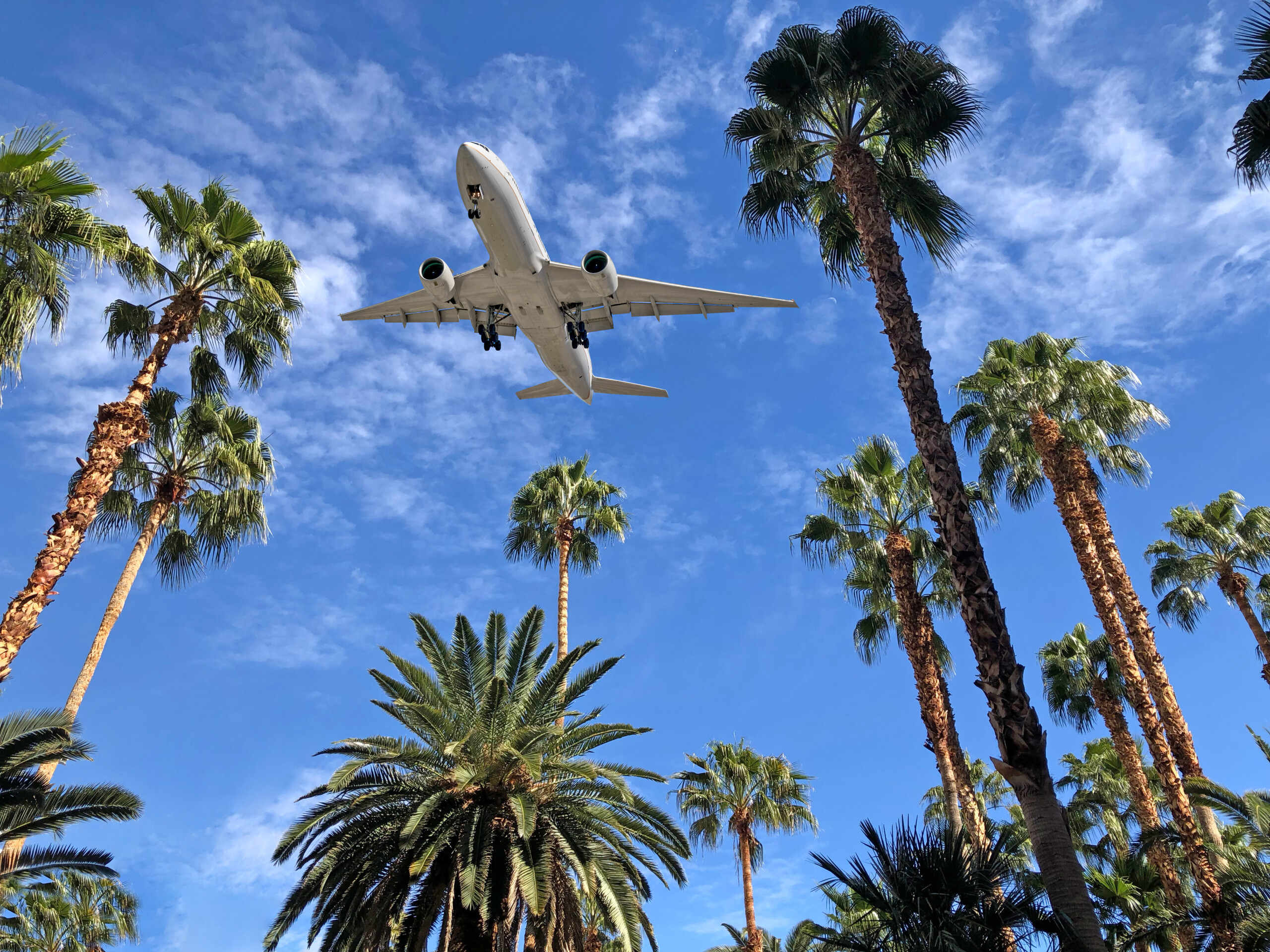 Samolot lecący nad drzewami palmowymi na Florydzie, licencja: shutterstock/By MM. Unal Ozmen