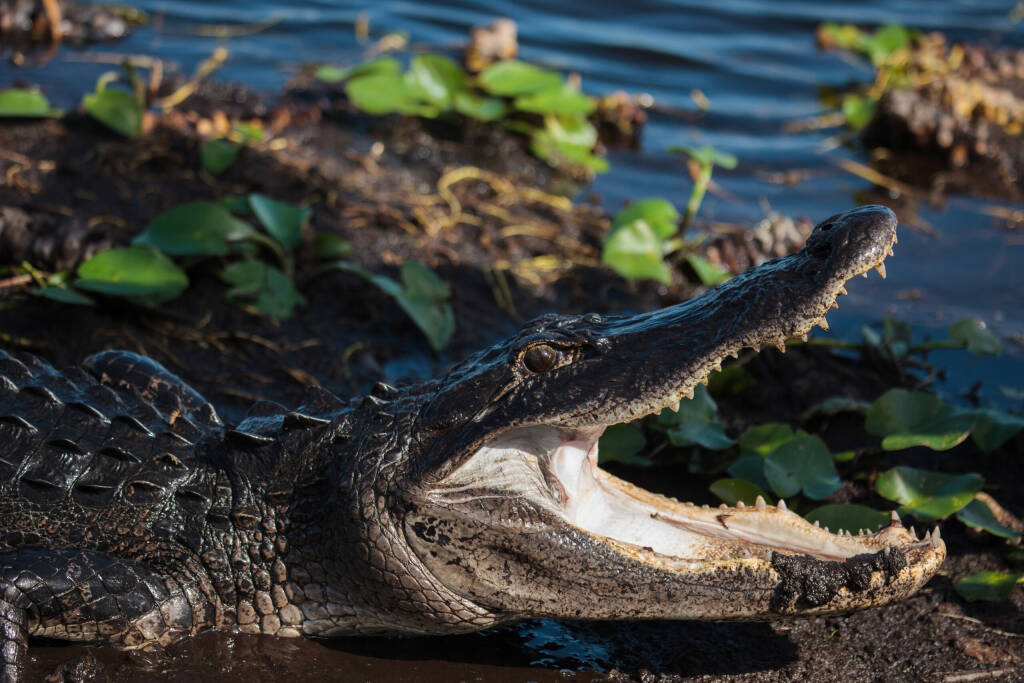American alligator (A. mississippiensis) in the Everglades National Park, Florida, USA