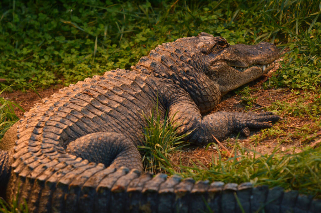 American alligator (Alligator mississippiensis) rest on a river bank. It's a large Crocodilian reptile endemic to the southeastern United States.