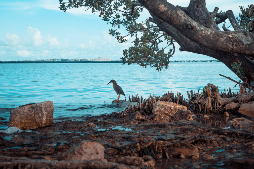 Lonely small bird fishing under big thick branches of a tree near atlantic ocean on a sand mixed with large rocks and tiny pebbles. Blue water and sky.Miami Key Biscayne. Travel  in Florida, USA.