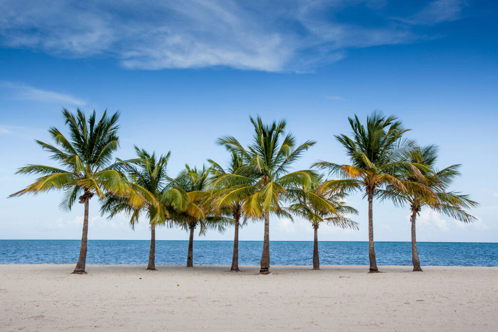 Palmy nad oceanem w Key Biscayne, Floryda