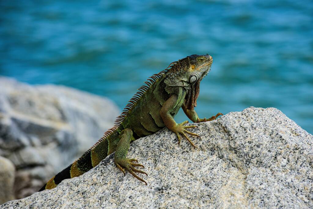 Wildlife and nature, marine Iguana. Green lizards iguana. Wildlife reptile in Florida.
