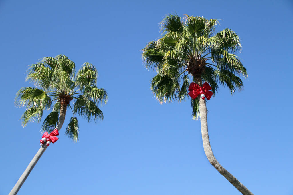 Zdobione palmy z czerwonymi bożonarodzeniowymi kokardkami., licencja: shutterstock/Autor Tamara Ray
