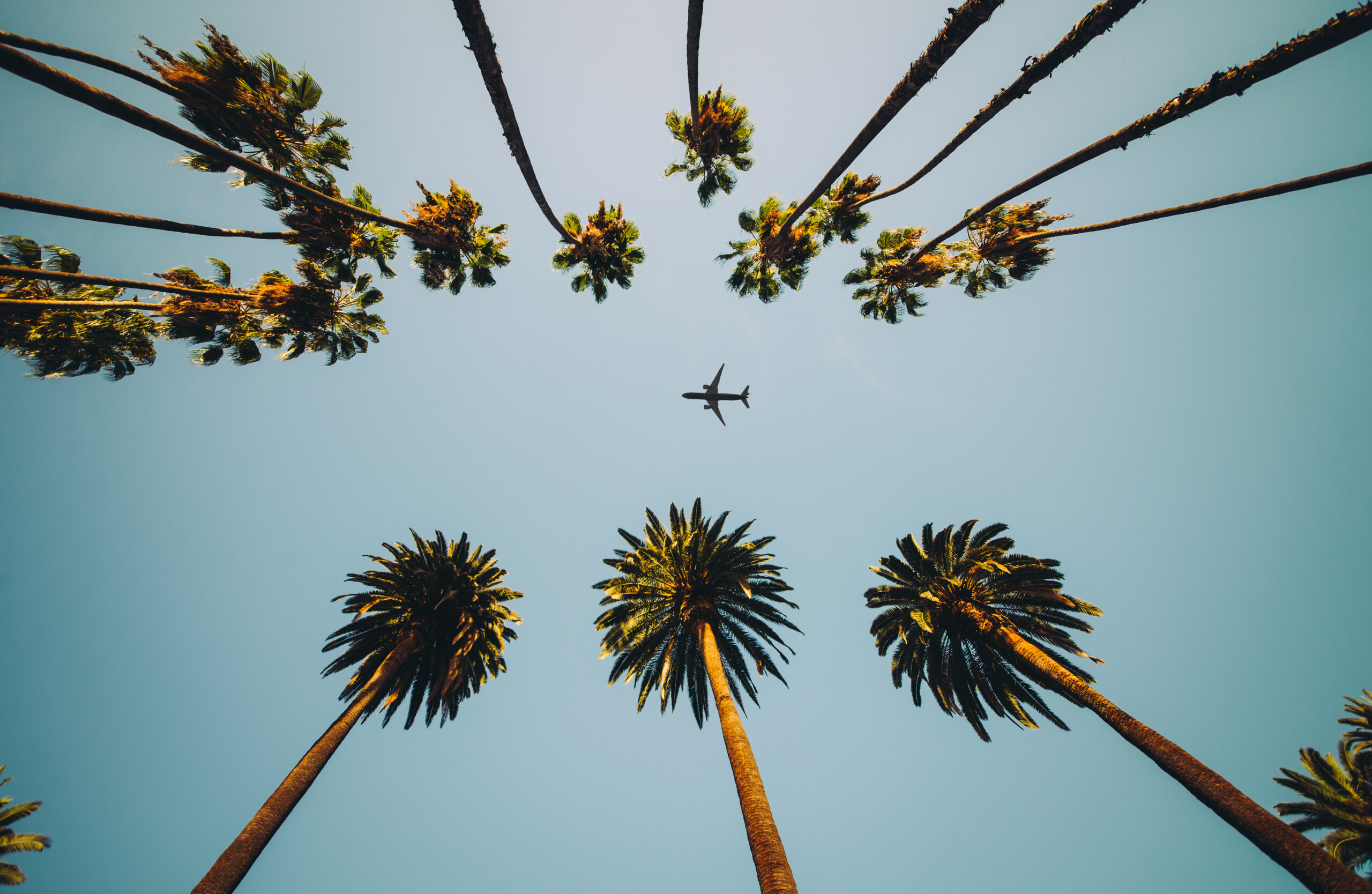 Widok na palmy, niebo i samoloty latające