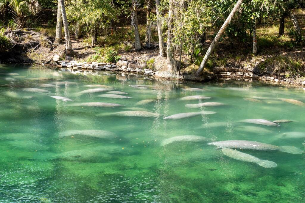 Stado manatów florydzkich pływające w krystalicznie czystej wodzie źródlanej w parku stanowym Blue Spring na Florydzie w USA, zimowym miejscu gromadzenia się manatów., licencja: shutterstock/By JHVEPhoto