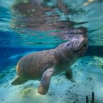 Rejsy z manatami na Florydzie – poznaj te zwierzęta z bliska